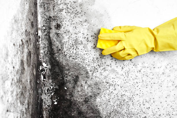 Best Attic Mold Remediation in Byron, CA