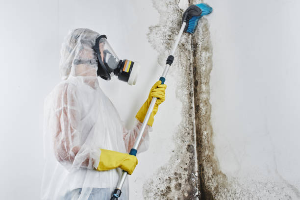 Best Post-Remediation Services in Byron, CA