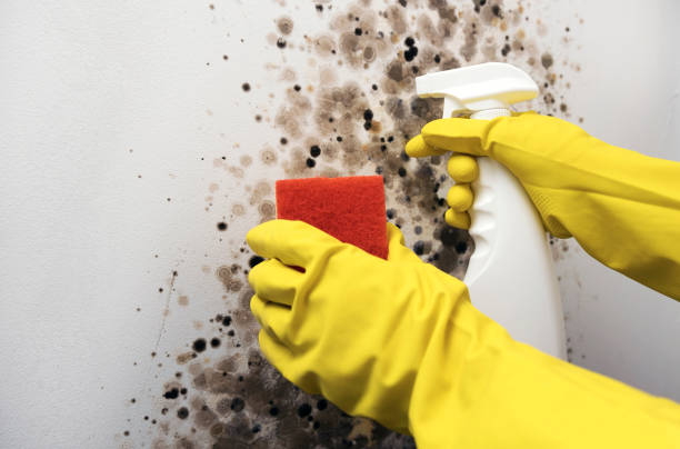 Best Commercial Mold Remediation in Byron, CA