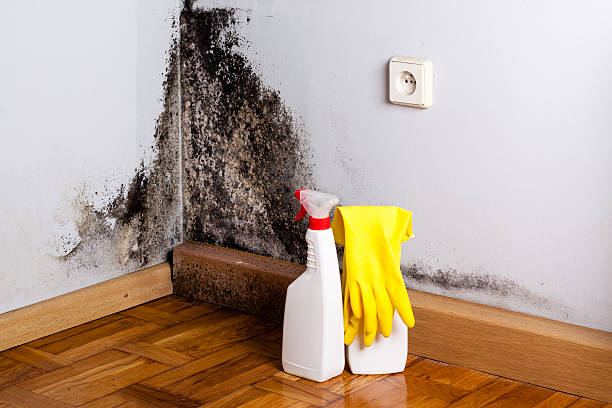 Best Basement Mold Remediation in Byron, CA