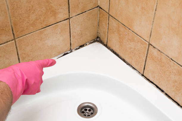 Best Basement Mold Remediation in Byron, CA